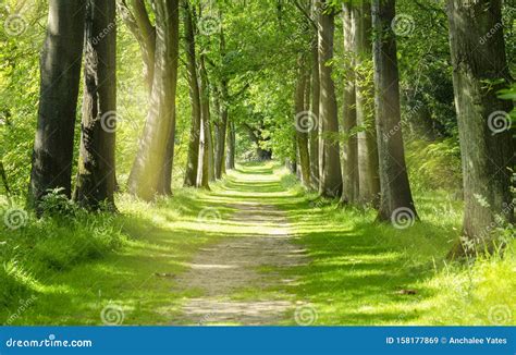 Beautiful Green Forest Trees with Morning Sunlight, Path in Spring Forest Stock Image - Image of ...