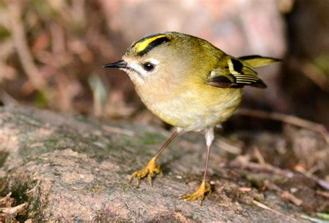 Bute Bird Group | Ornithology on the Isle of Bute