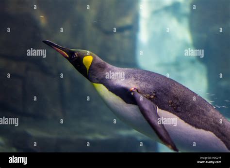 Penguin swimming underwater Stock Photo - Alamy