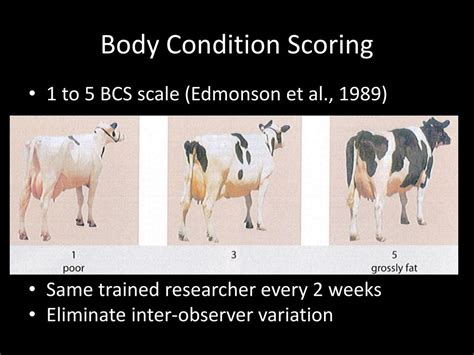 Ppt The Effect Of Body Condition Score Change 15 Days Prior To