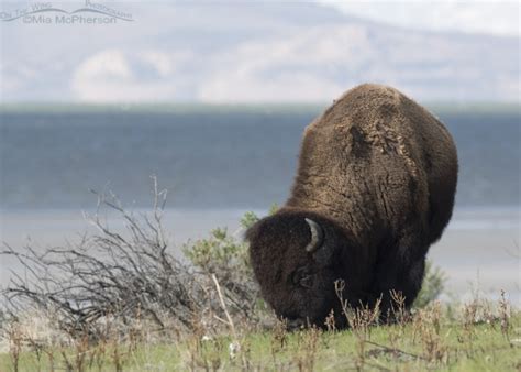 American Bison Images Mia Mcpherson S On The Wing Photography