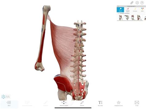 Les Muscles Du Rachis Lombaire Bassin Flashcards Quizlet