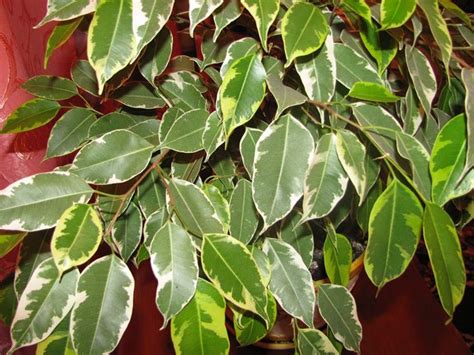 Bengiamino Ficus Benjamina Ficus Benjamina Piante Da Interno