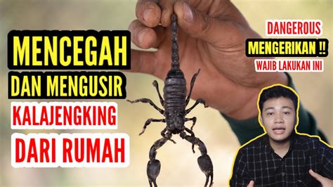 Wajib Tahu Cara Usir Dan Cegah Kalajengking Masuk Rumah How To