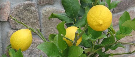 Pianta Di Limone In Vaso Come Curarla E Prendersene Cura Leroy Merlin