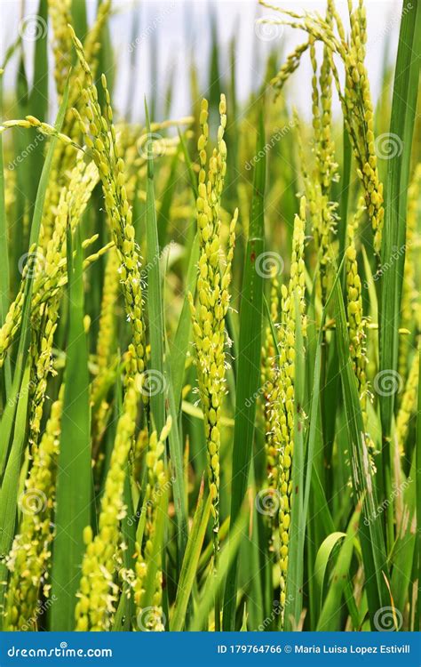 Detail Closeup Of Ears Of Rice In Fields Near Kumarakom Kerala India