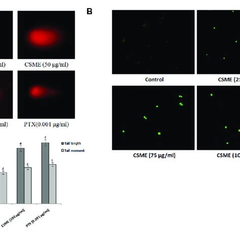 A Csme Induces Dna Damage In Mda Mb 231 Cells Mda Mb 231 Cells