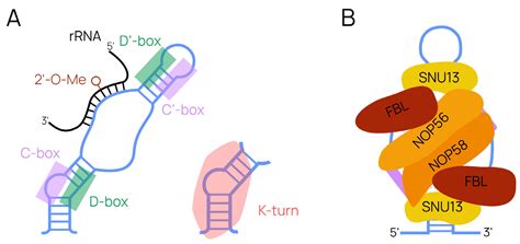 IJMS Free Full Text Intron Editing Reveals SNORD Dependent