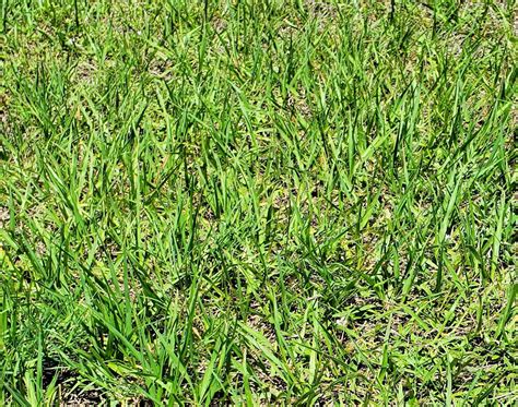 Tuff Turf Bahia Grass UF IFAS Extension Charlotte County