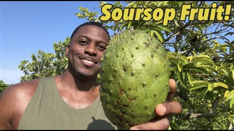 Soursop The Cancer Fighting Fruit Thats Nutritious And Delicious Youtube