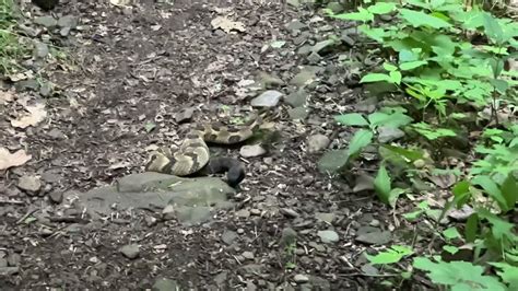 Timber Rattlesnake On The Appalachian Trail Shenandoah National Park