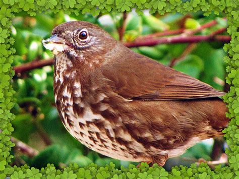 Brown Speckled Bird Washigal57 Flickr