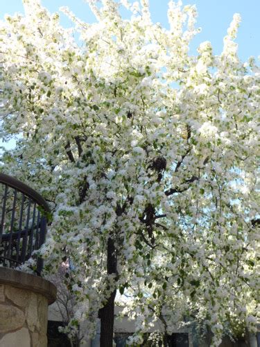 evergreen pear (Pyrus kawakamii) | California State University Stanislaus