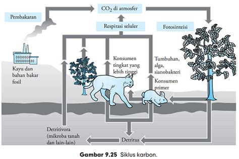 Daur Karbon | MATERI | SOAL BIOLOGI SMP SMA REMBANG