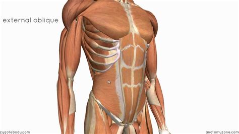 Layers Of Posterior Abdominal Wall