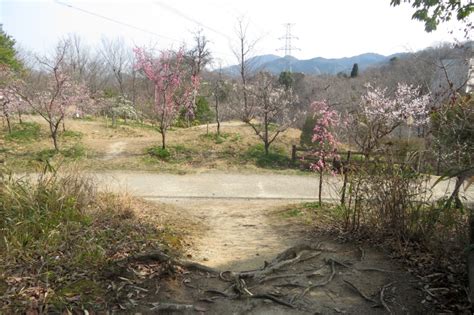 20230308近つ飛鳥風土記の丘・二上山