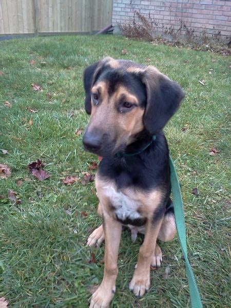 Black and Tan Coonhound MIXED WITH WHAT?! :O