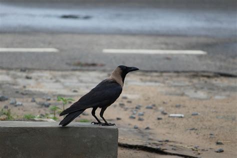 Roadside Crow Alone Free Photo On Pixabay