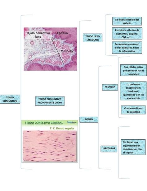 Tejido Conectivo Histologia Udocz