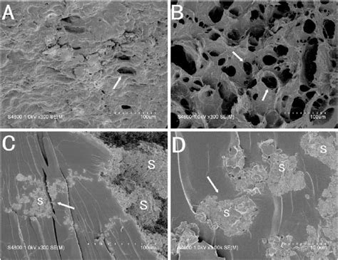 Scanning Electron Micrographs Of Instant Rice Samples A Ad 300Â