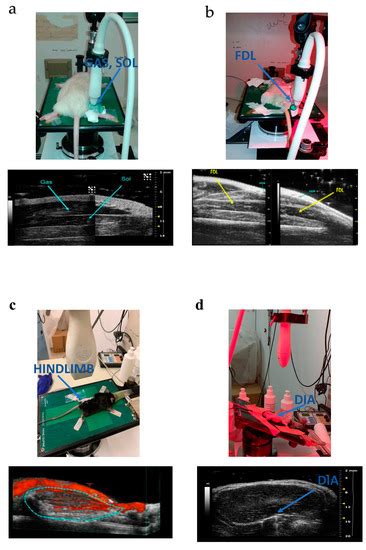 Ijms Free Full Text Preclinical Ultrasonography In Rodent Models Of