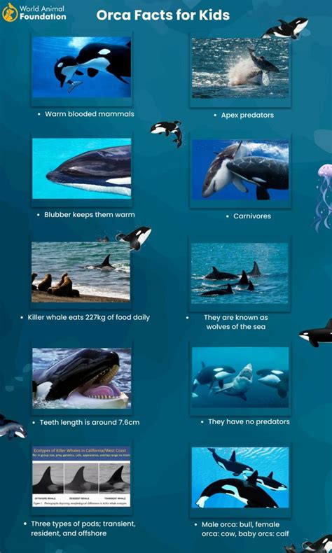 Fascinating Orca Facts Dive Into The World Of Killer Whales