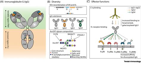 Diversity And Effector Functions Of Human Igg A Schematic Download Scientific Diagram