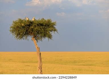 Free Acacia Tree Stock Photos 273 Images Shutterstock