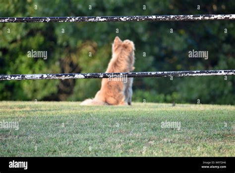 Cattle Dog On Guard Stock Photo Alamy