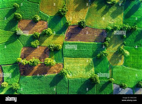 Rice field in mekong delta, An Giang, Vietnam. Ta Pa rice field Stock ...