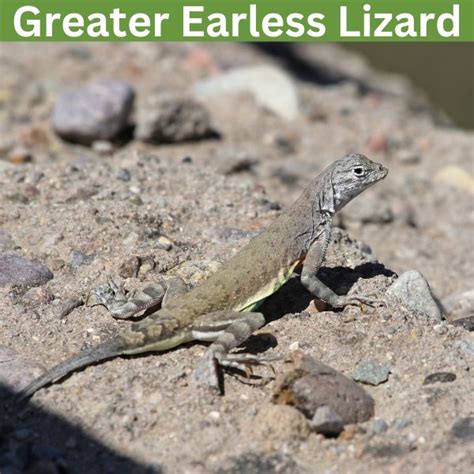 19 Cool Lizards In Oklahoma