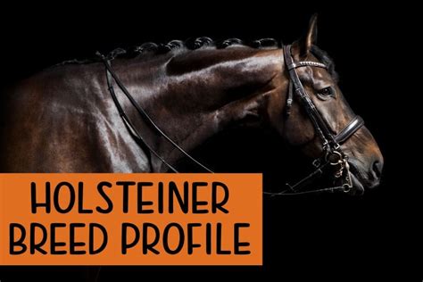 Holsteiner Horse: Breed Profile - History, Height, & Temperament ...