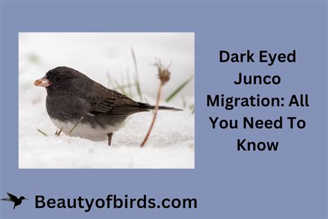 Dark Eyed Junco Migration | Earth Life