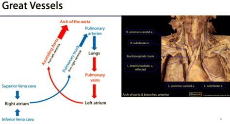 Cardio Vasculature Flashcards Quizlet