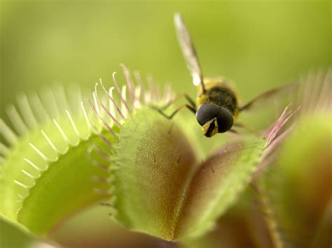 Venus Flytrap Facts Dionaea Muscipula