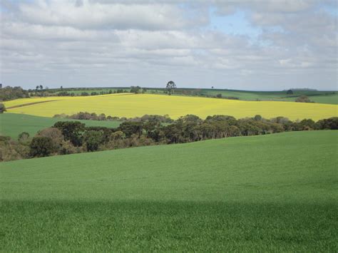 Agroecossistemas Trigo E Canola Portal Embrapa