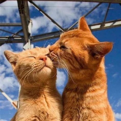 Two Orange Tabby Cats Standing Next To Each Other With Their Heads