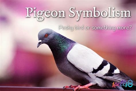 Pigeon Spiritual Meaning: The Divine Messenger Bird – Spells8