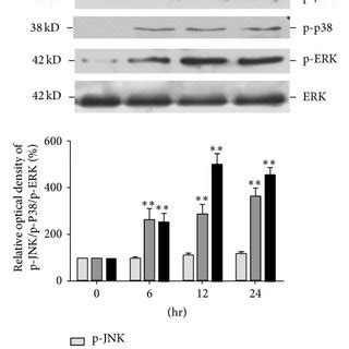 The Expression Of MAPK And The Effect Of MAPK Inhibitors On AND Induced