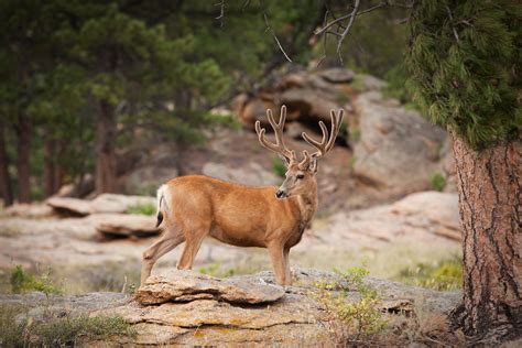 Mule Deer In Rocky Mountain National Park Kruger Images