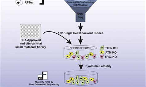 tool  screen drugs  target loss  tumor suppressor genes