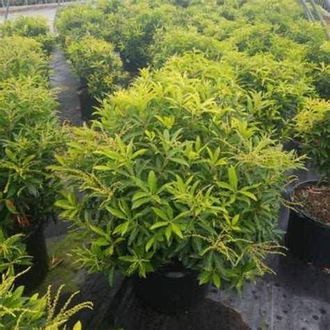Katsura Pieris | Plant Addicts