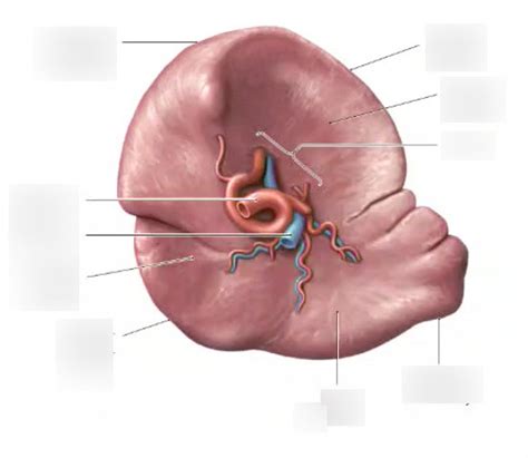 Spleen Diagram | Quizlet