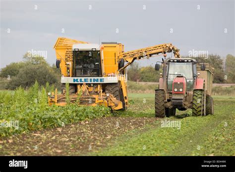 Harvesting Sugar Beet In East Anglia Stock Photo Alamy