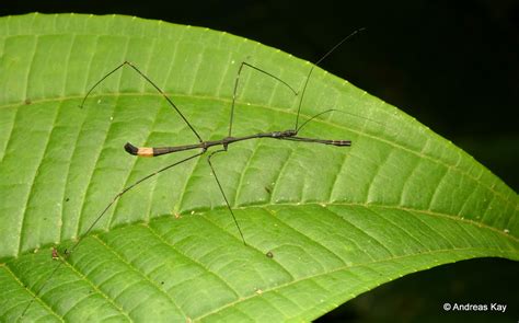 Thread Legged Assassin Bug Reduviidae Emesinae ID By Per Flickr