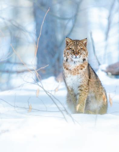 Portrait of a Wildcat | zacharyzahnphoto