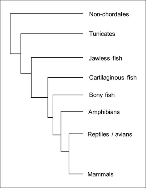 Draw The Phylogenetic Tree Of Vertebrates Quizlet