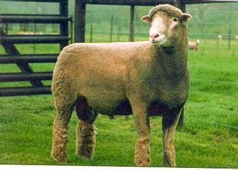 Dorset Sheep Breed Information, History & Facts - RaisingSheep.net