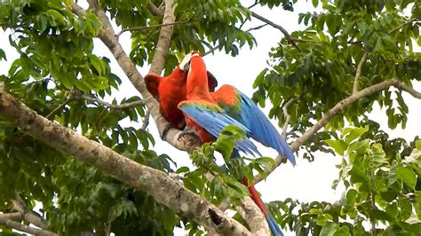 Red And Green Macaw Couple Adjusting Life Relationship To Two Ara