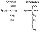 Amino Acids